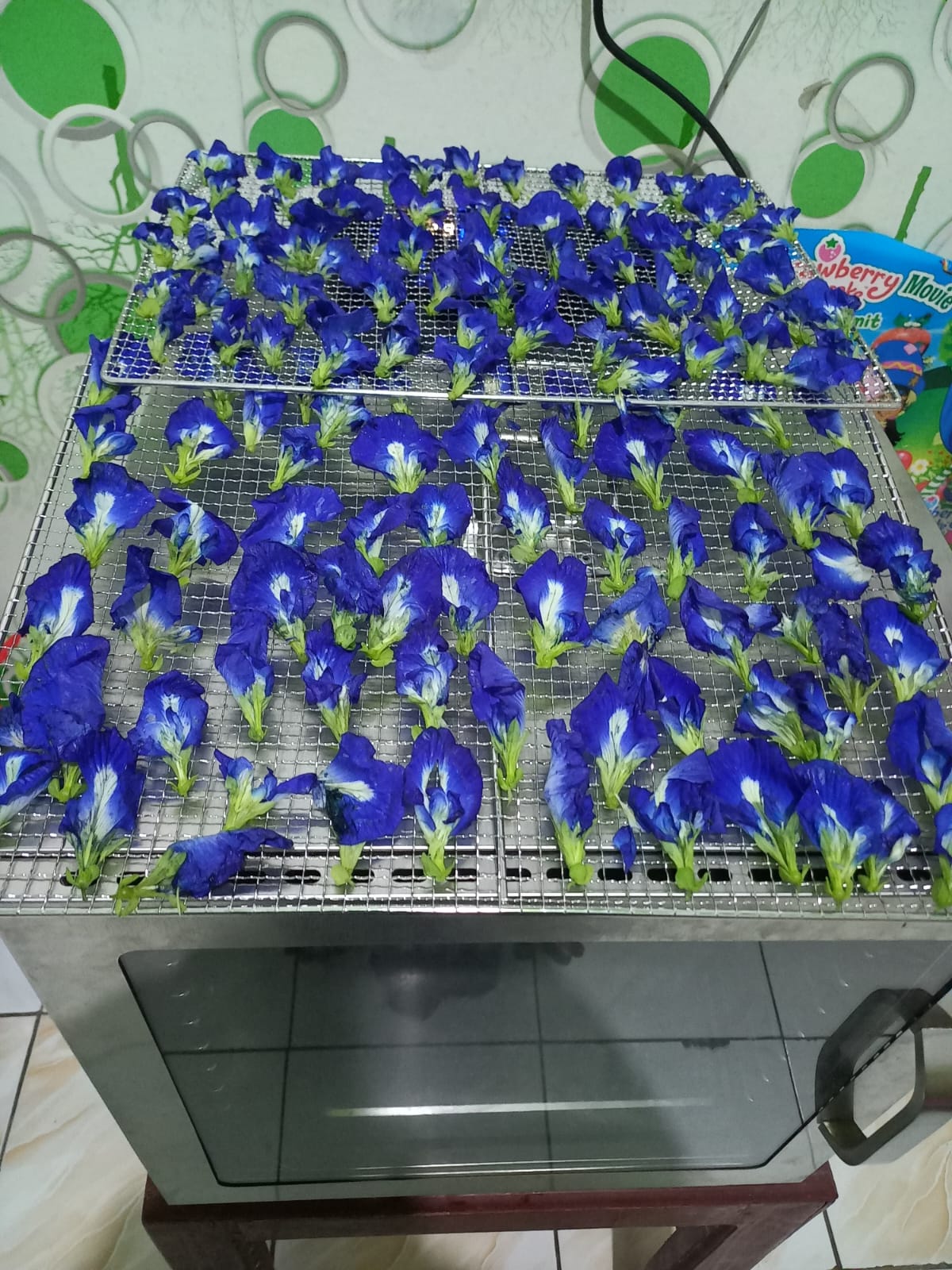 Pengeringan Bunga Telang untuk Produk Minuman Herbal